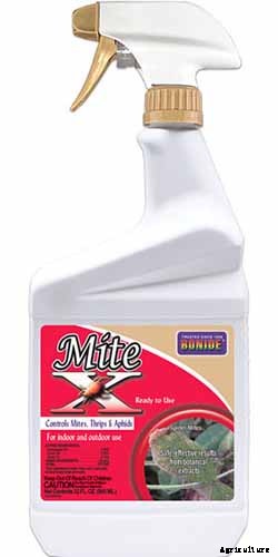 How to Grow and Care for Juniper Shrubs