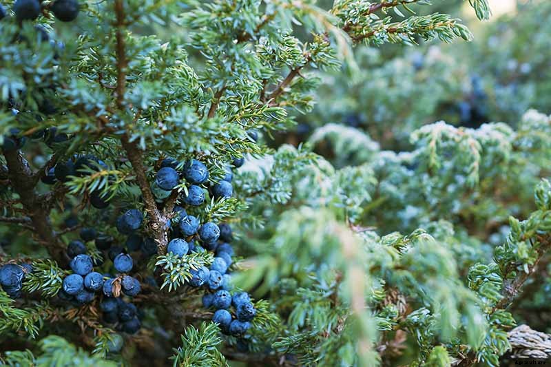 How to Grow and Care for Juniper Shrubs