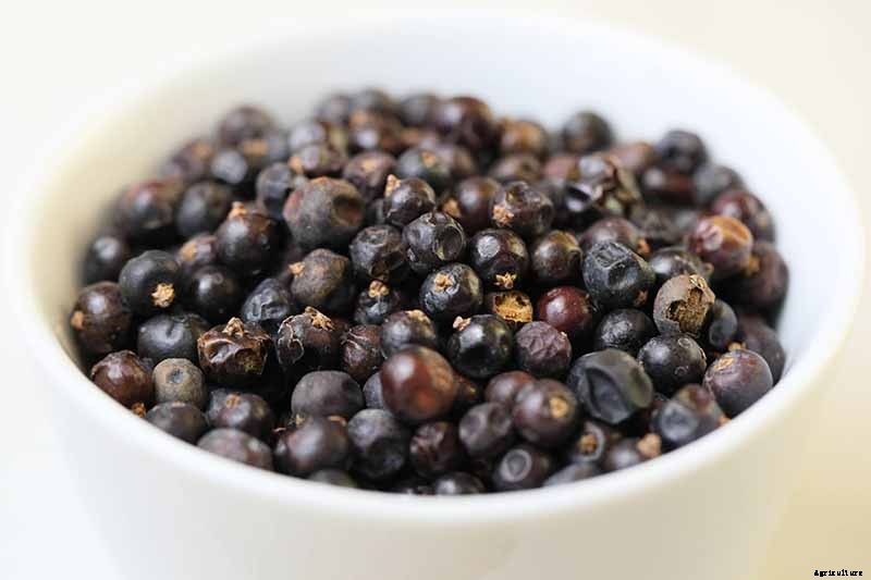 How to Grow and Care for Juniper Shrubs