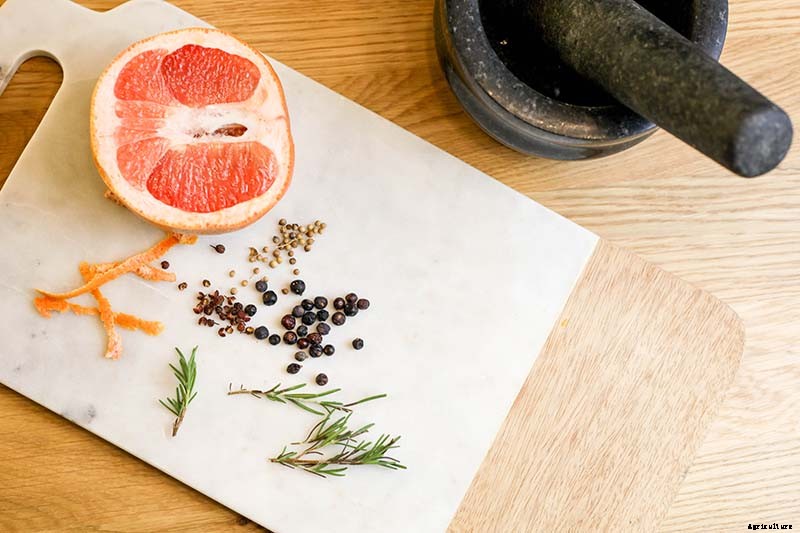 How to Grow and Care for Juniper Shrubs