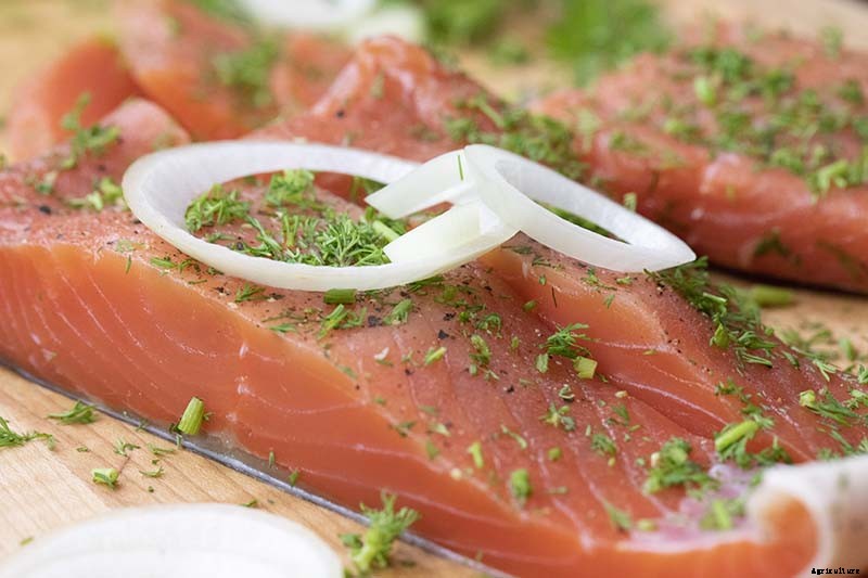 How to Grow and Care for Juniper Shrubs