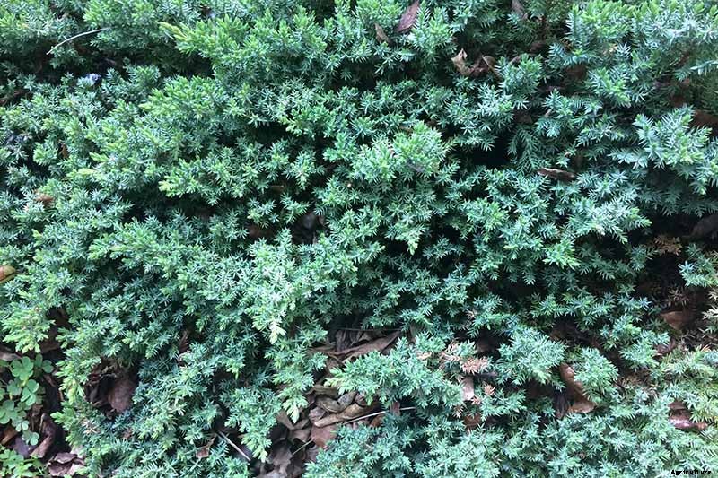 How to Grow and Care for Juniper Shrubs