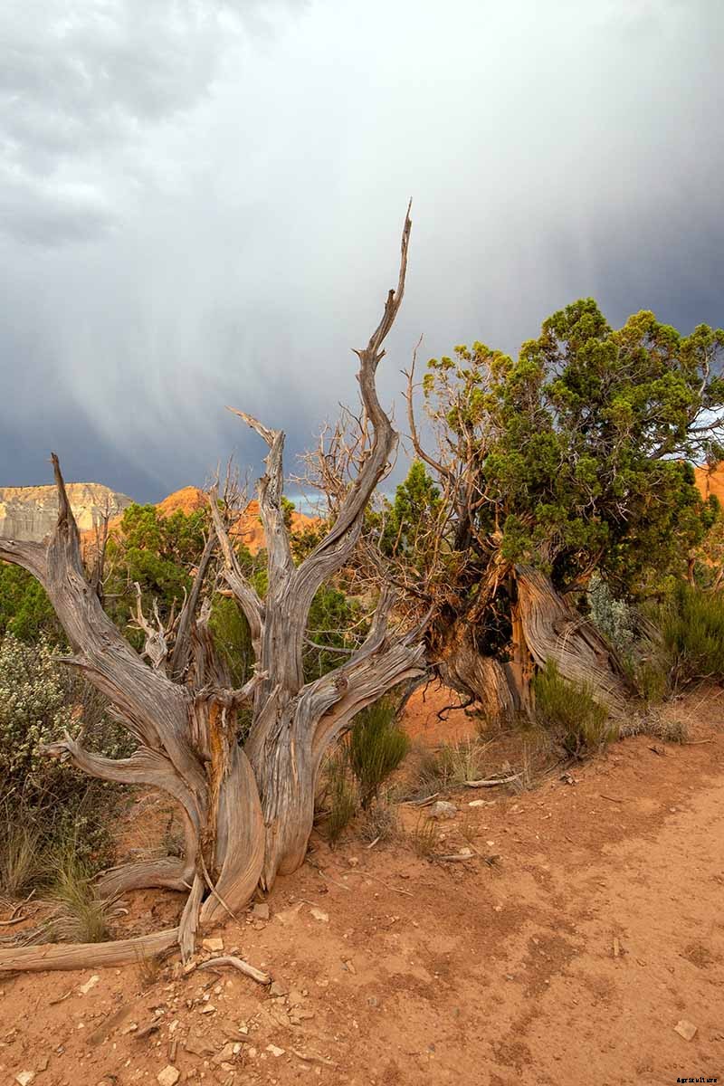 How to Grow and Care for Juniper Shrubs
