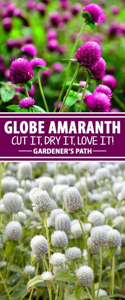 How to Plant and Grow Globe Amaranth