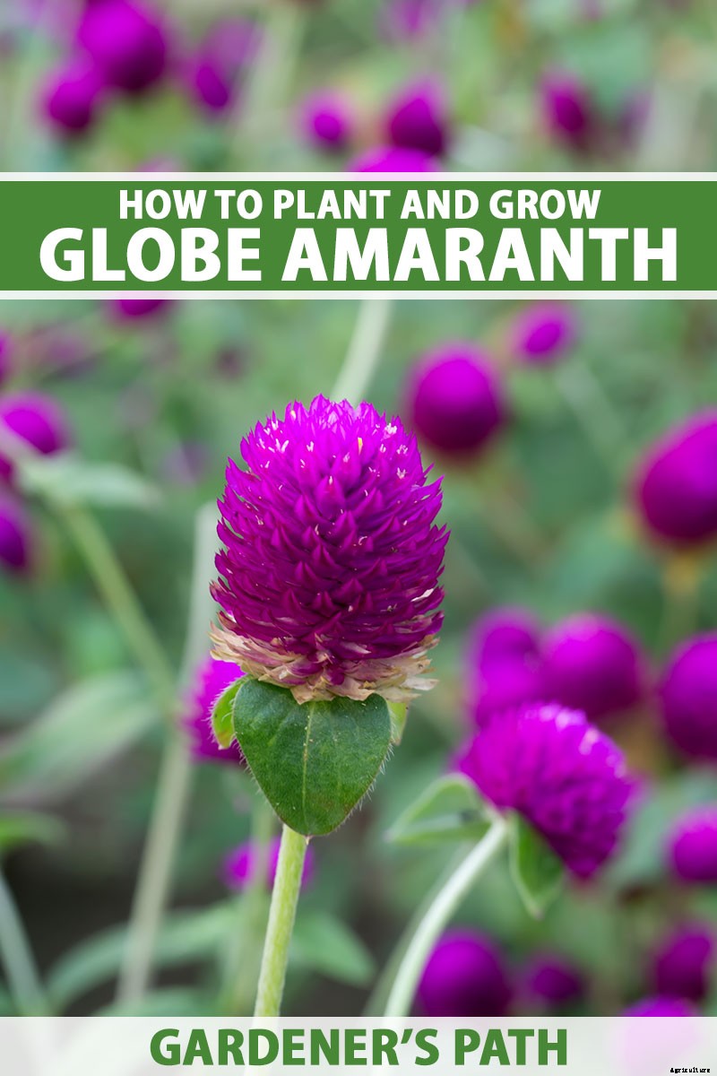 How to Plant and Grow Globe Amaranth
