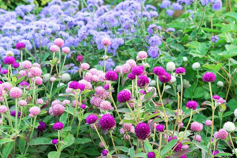 How to Plant and Grow Globe Amaranth