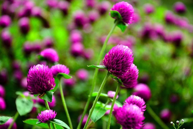 How to Plant and Grow Globe Amaranth