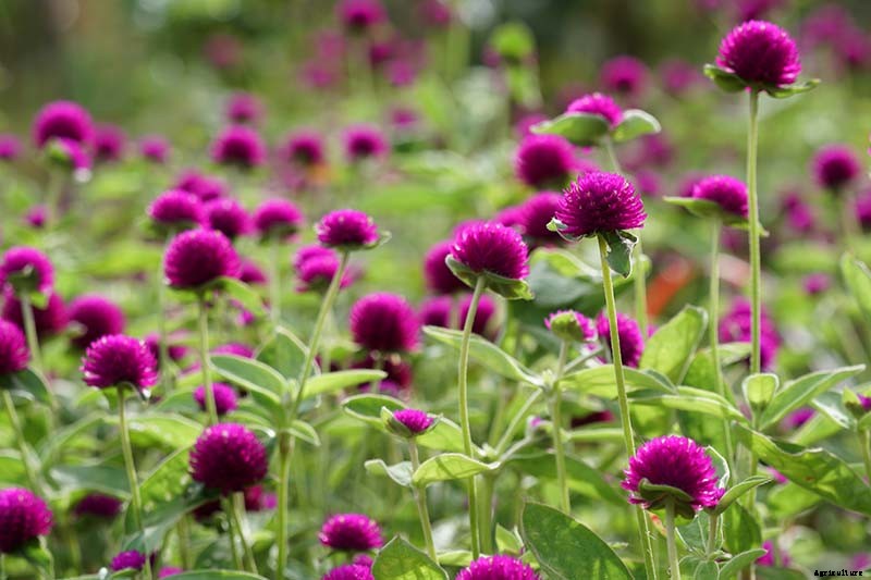 How to Plant and Grow Globe Amaranth