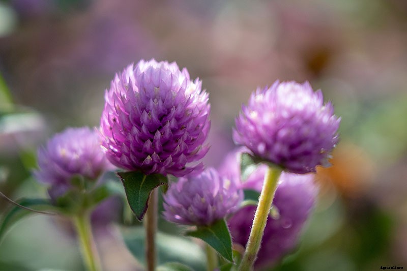 How to Plant and Grow Globe Amaranth