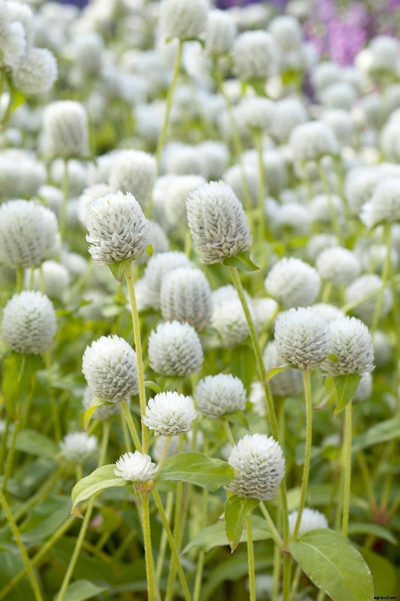 How to Plant and Grow Globe Amaranth