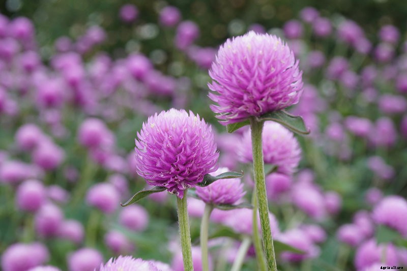How to Plant and Grow Globe Amaranth