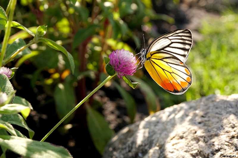 How to Plant and Grow Globe Amaranth