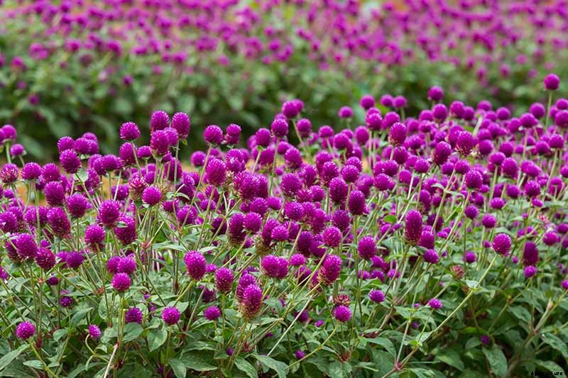 How to Plant and Grow Globe Amaranth