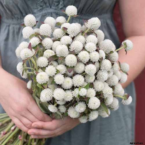 How to Plant and Grow Globe Amaranth