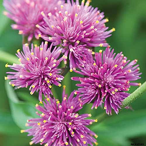 How to Plant and Grow Globe Amaranth