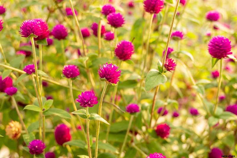 How to Plant and Grow Globe Amaranth
