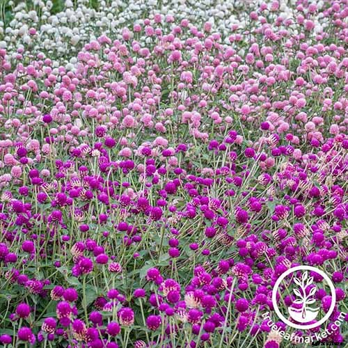 How to Plant and Grow Globe Amaranth