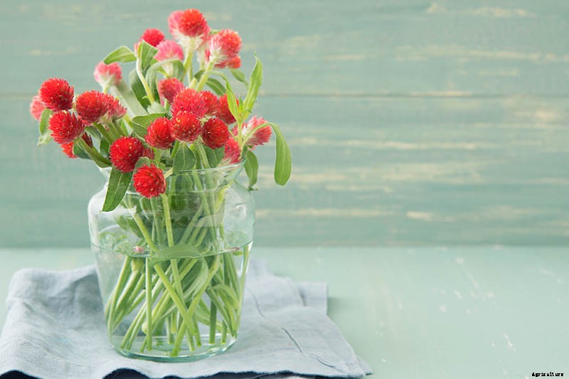 How to Plant and Grow Globe Amaranth