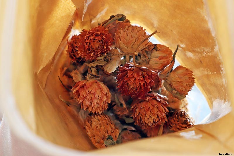 How to Plant and Grow Globe Amaranth