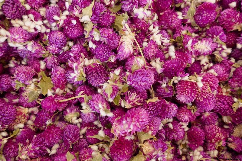 How to Plant and Grow Globe Amaranth