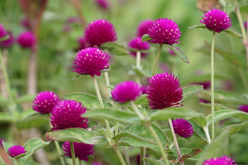 How to Plant and Grow Globe Amaranth