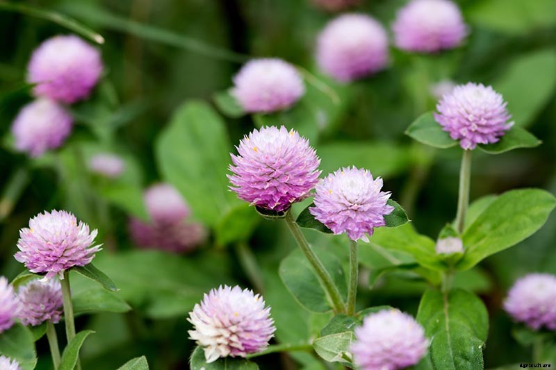 How to Plant and Grow Globe Amaranth