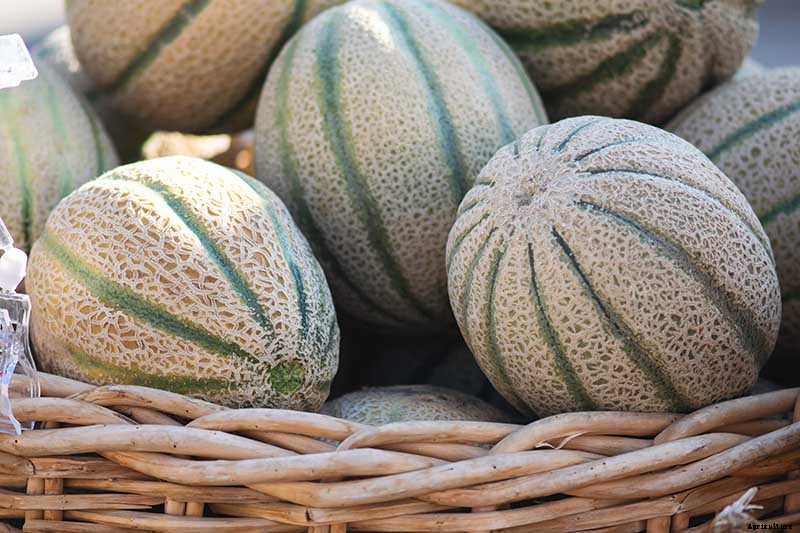 33 of the Best Melon Varieties