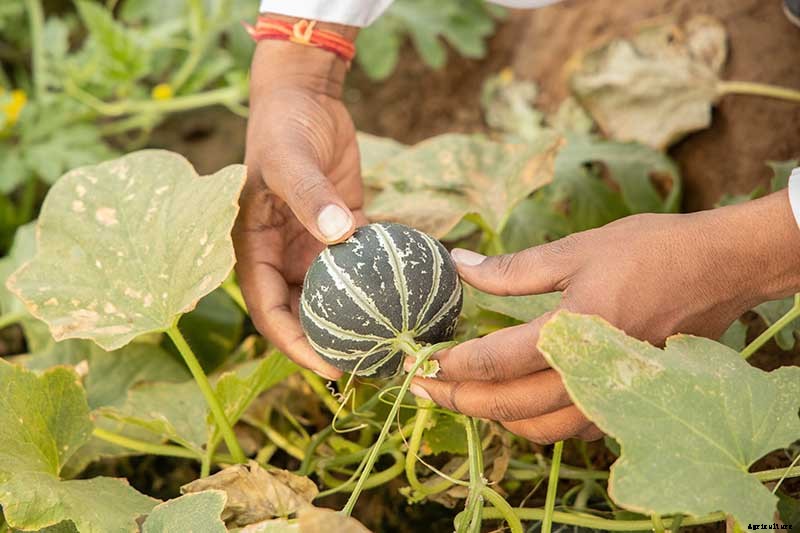 33 of the Best Melon Varieties