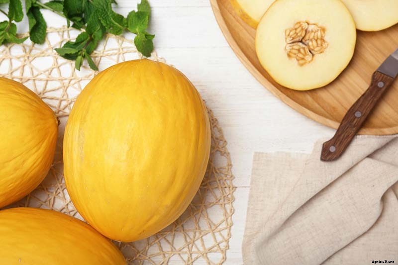 33 of the Best Melon Varieties