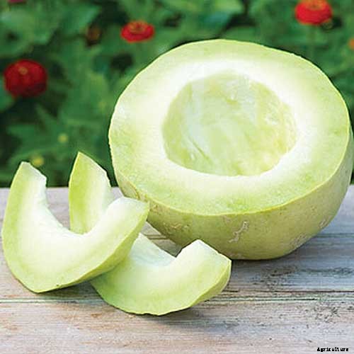 33 of the Best Melon Varieties