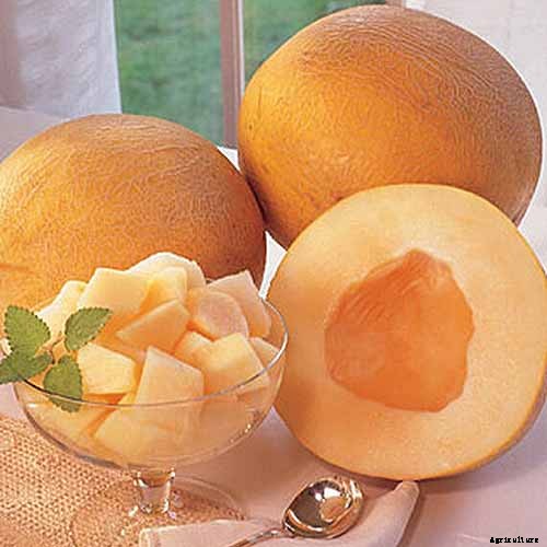 33 of the Best Melon Varieties