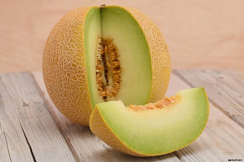 33 of the Best Melon Varieties