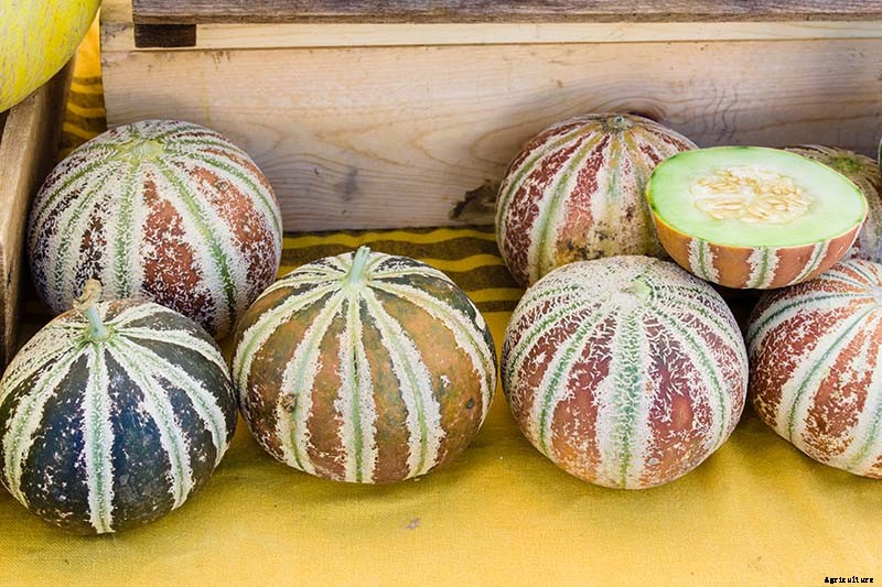 33 of the Best Melon Varieties