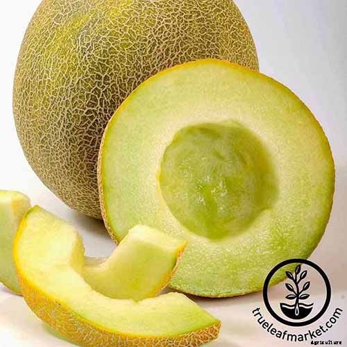 33 of the Best Melon Varieties