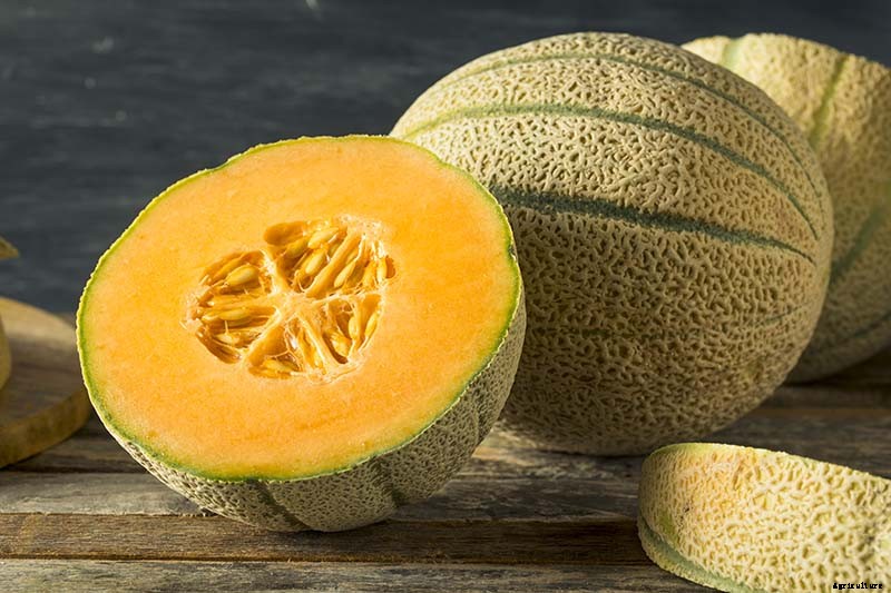 33 of the Best Melon Varieties