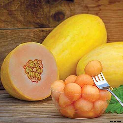 33 of the Best Melon Varieties