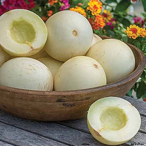 33 of the Best Melon Varieties