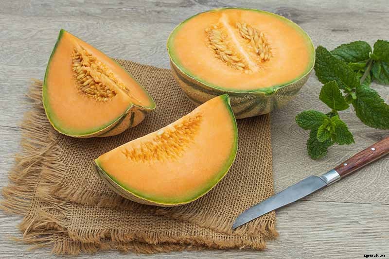 33 of the Best Melon Varieties