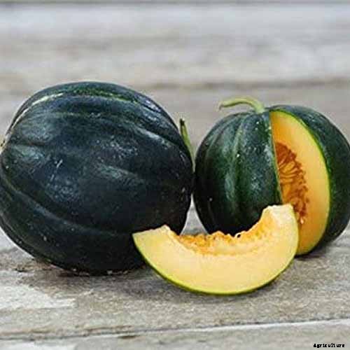 33 of the Best Melon Varieties