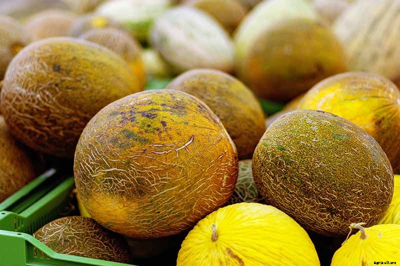 33 of the Best Melon Varieties