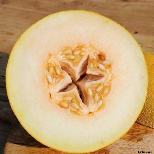 33 of the Best Melon Varieties