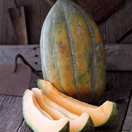 33 of the Best Melon Varieties