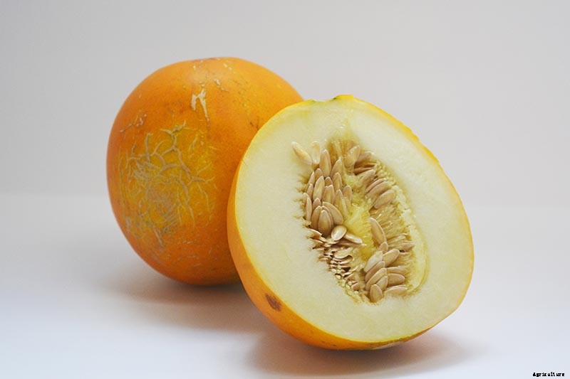 33 of the Best Melon Varieties