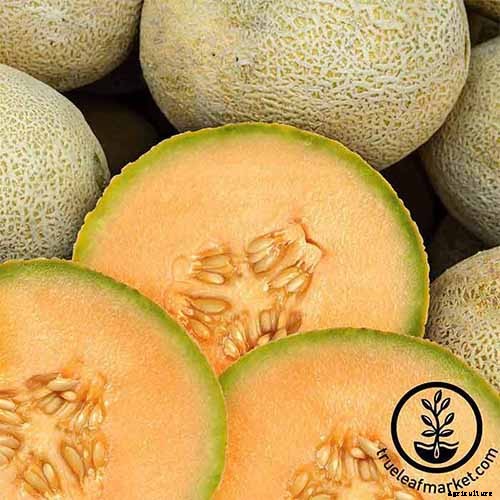 33 of the Best Melon Varieties