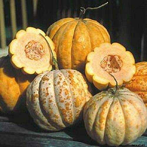 33 of the Best Melon Varieties