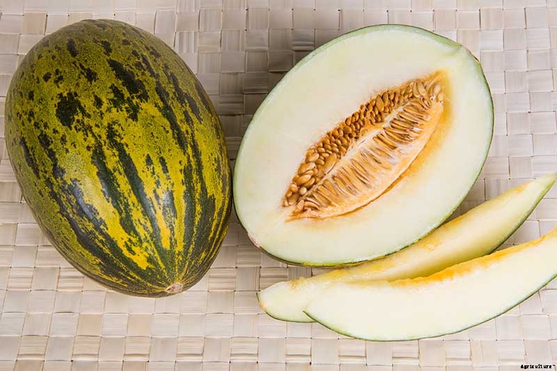33 of the Best Melon Varieties