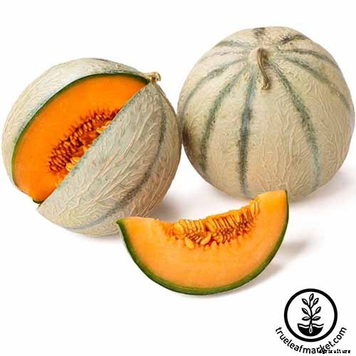 33 of the Best Melon Varieties