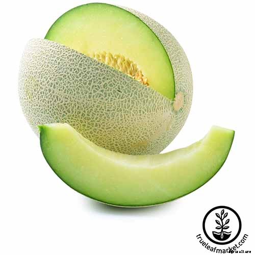 33 of the Best Melon Varieties