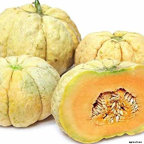 33 of the Best Melon Varieties