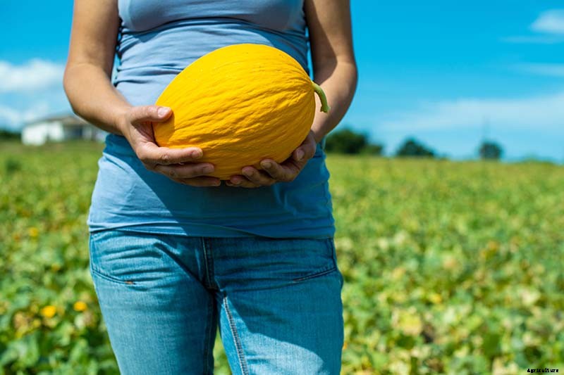 33 of the Best Melon Varieties